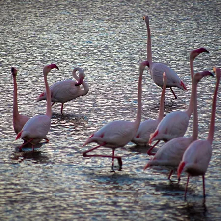 Murahera 3* مورافيرا